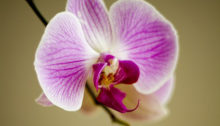 Orchid