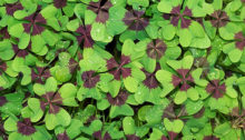 Four leaf clover