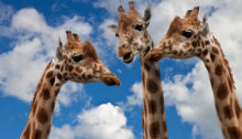 Giraffes