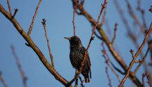 Starling - New found freedom.