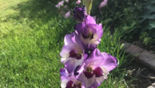 Iris Flower